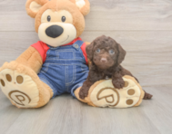 8 week old Poodle Puppy For Sale - Florida Fur Babies