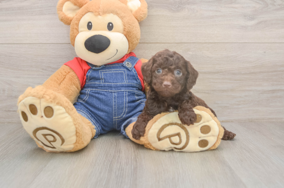 6 week old Poodle Puppy For Sale - Florida Fur Babies