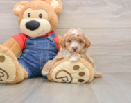 8 week old Poodle Puppy For Sale - Florida Fur Babies