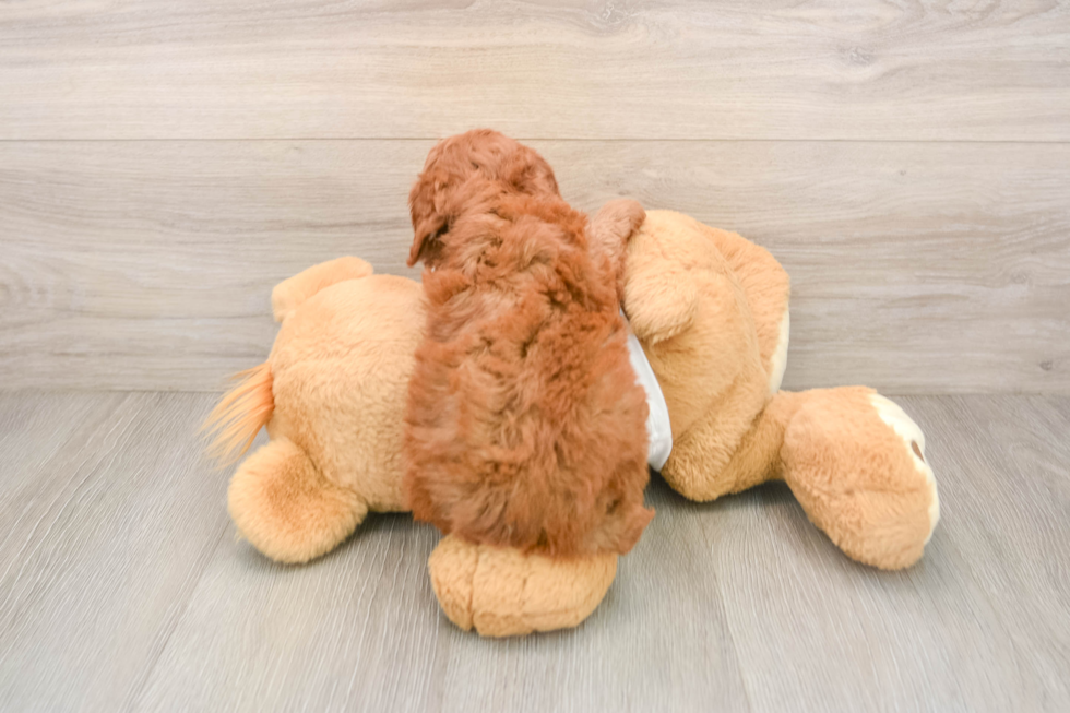 Funny Poodle Purebred Pup