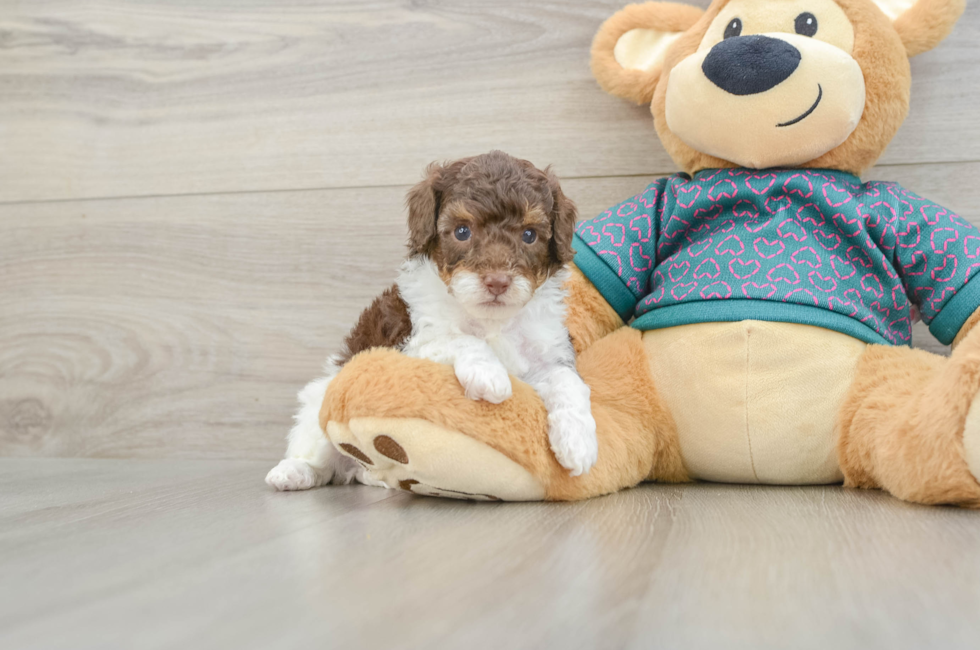 5 week old Poodle Puppy For Sale - Florida Fur Babies