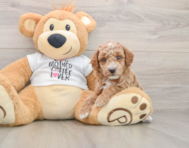 7 week old Poodle Puppy For Sale - Florida Fur Babies