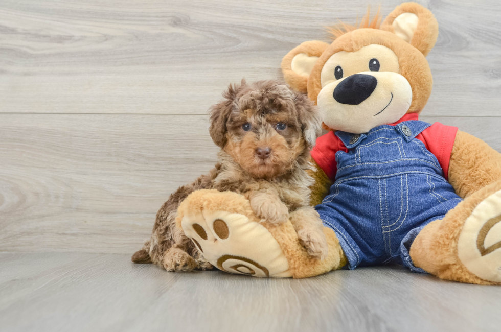 5 week old Poodle Puppy For Sale - Florida Fur Babies