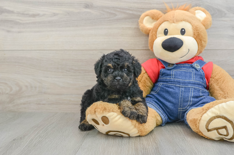 5 week old Poodle Puppy For Sale - Florida Fur Babies
