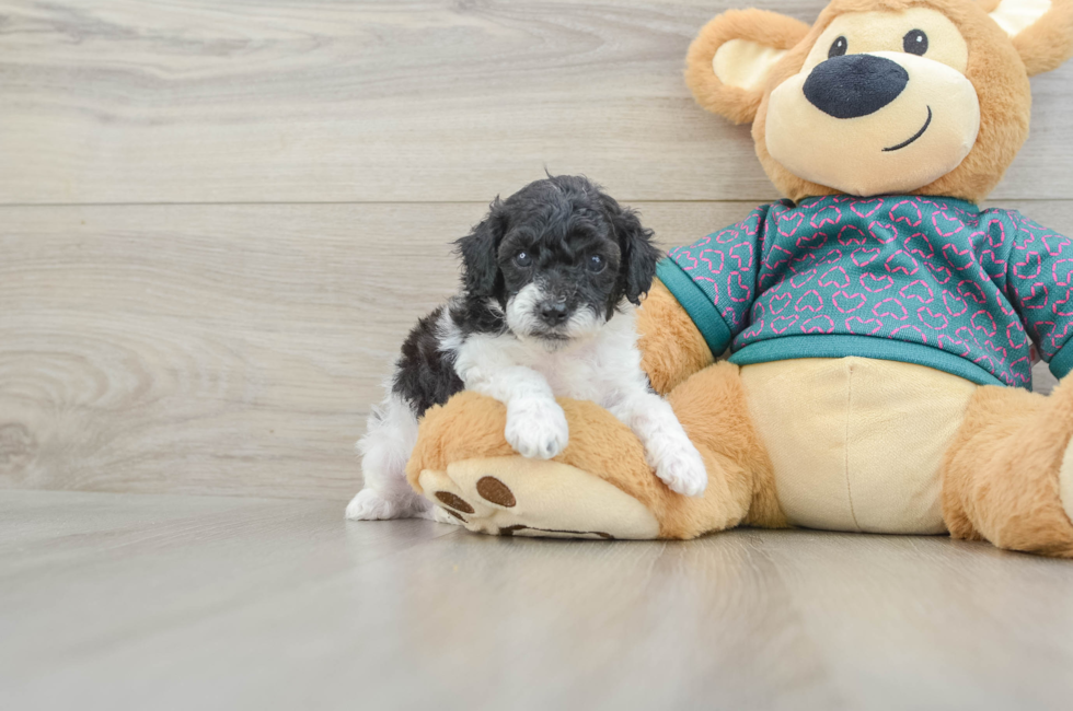 5 week old Poodle Puppy For Sale - Florida Fur Babies