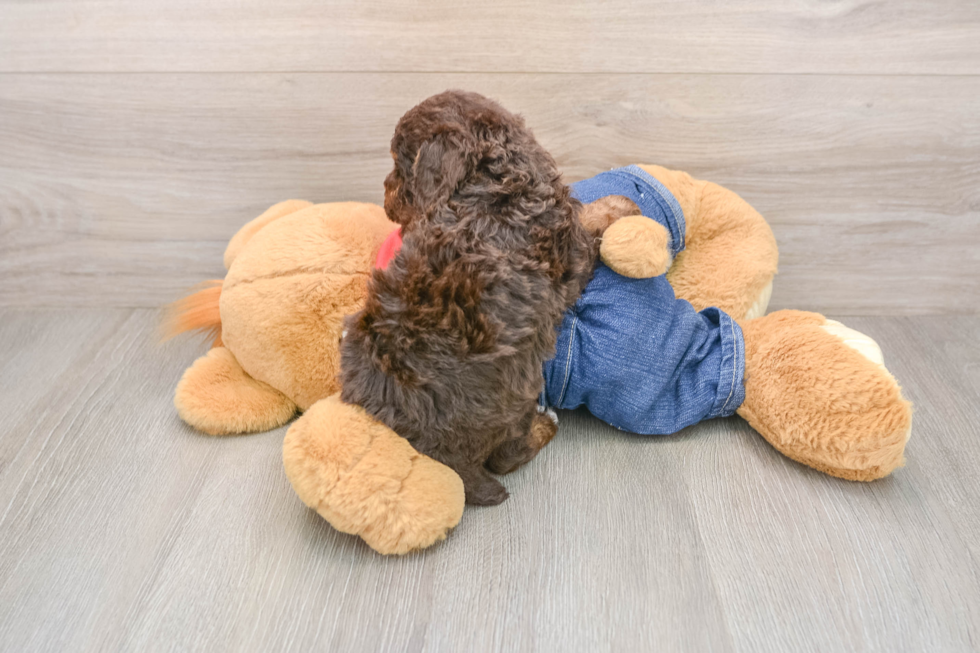 Playful Poodle Purebred Pup