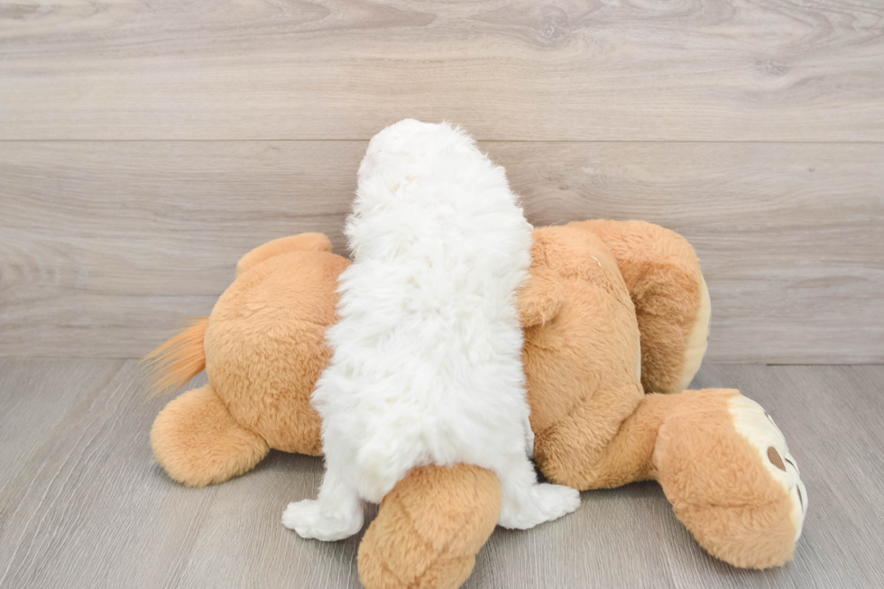 Poodle Pup Being Cute