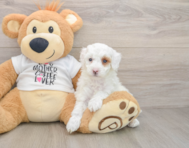 7 week old Poodle Puppy For Sale - Florida Fur Babies