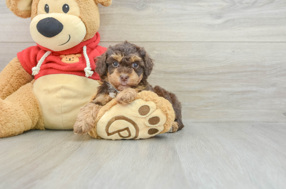 7 week old Poodle Puppy For Sale - Florida Fur Babies