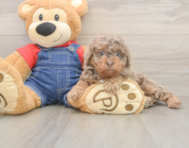 8 week old Poodle Puppy For Sale - Florida Fur Babies