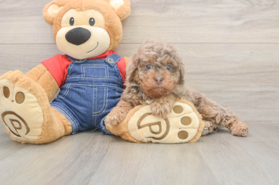 5 week old Poodle Puppy For Sale - Florida Fur Babies Best Poodle Baby