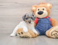 6 week old Poodle Puppy For Sale - Florida Fur Babies