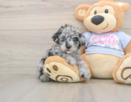 7 week old Poodle Puppy For Sale - Florida Fur Babies