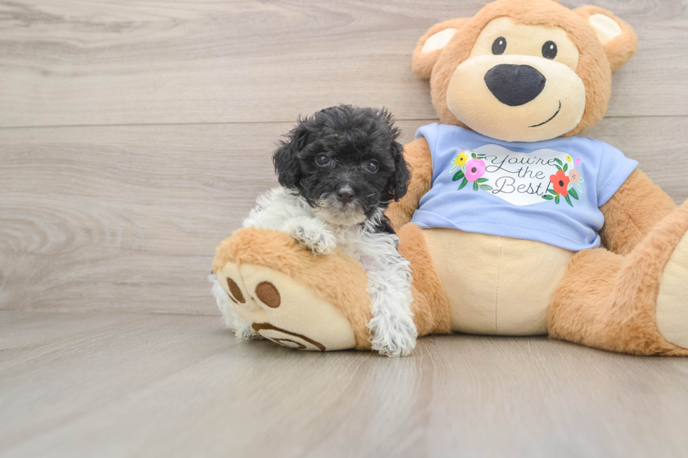 Little Poodle Baby