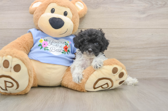 Adorable Pudle Purebred Puppy