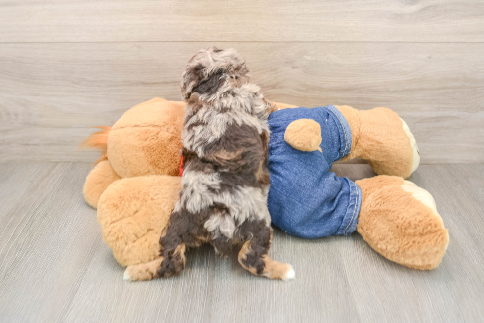 Fluffy Pooodle Purebred Puppy