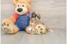 Best Poodle Baby