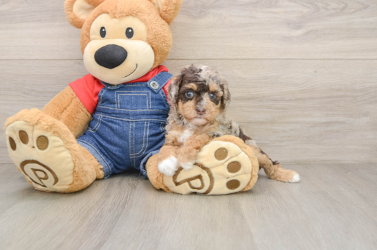 Best Poodle Baby