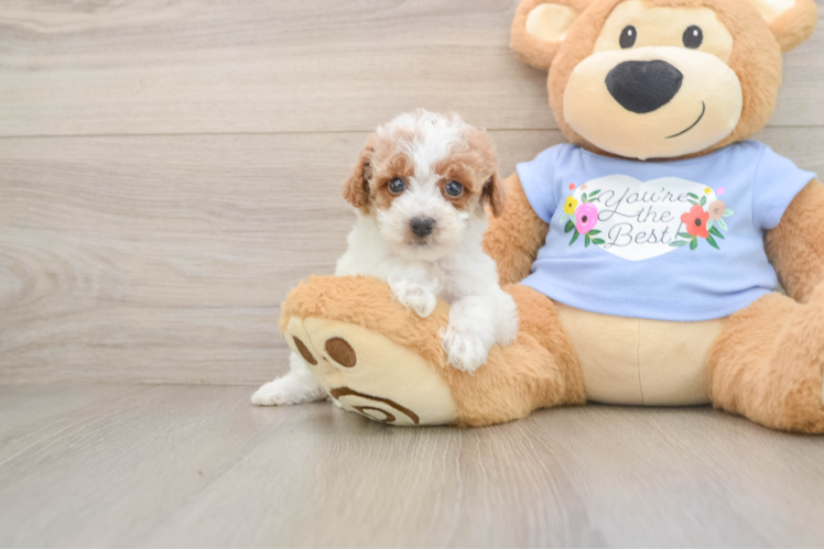 Sweet Toy Poodle Purebred Puppy