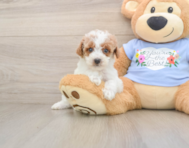 7 week old Poodle Puppy For Sale - Florida Fur Babies