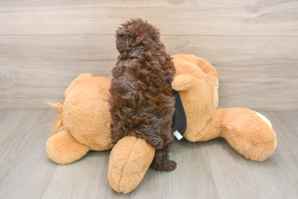 Small Poodle Purebred Pup