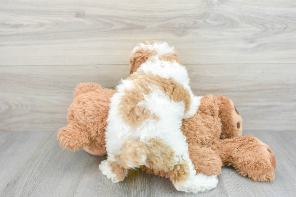 Energetic Pudle Purebred Puppy