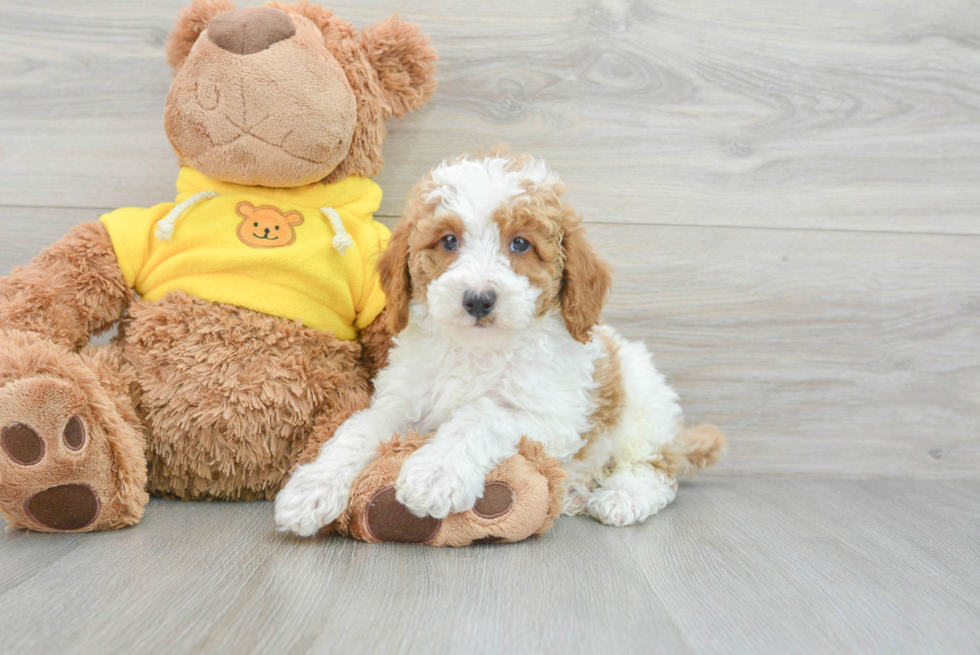 Poodle Pup Being Cute