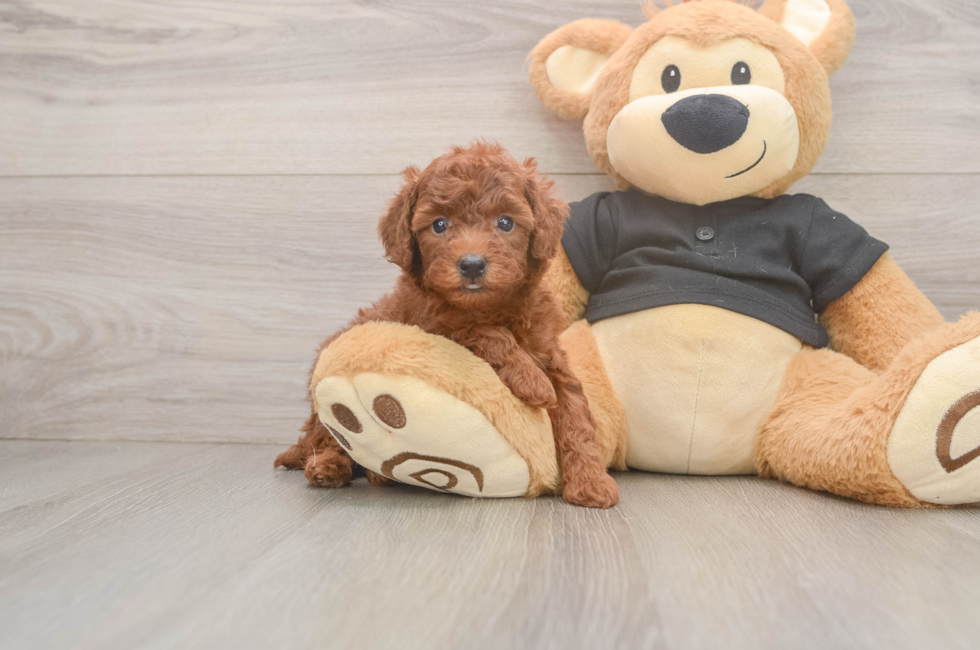 5 week old Poodle Puppy For Sale - Florida Fur Babies