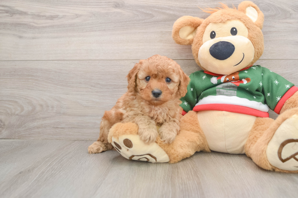 5 week old Poodle Puppy For Sale - Florida Fur Babies