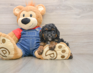 5 week old Poodle Puppy For Sale - Florida Fur Babies