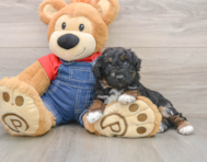 6 week old Poodle Puppy For Sale - Florida Fur Babies