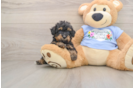 Poodle Pup Being Cute