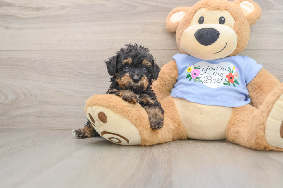 Poodle Pup Being Cute