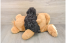 Akc Registered Poodle Purebred Pup
