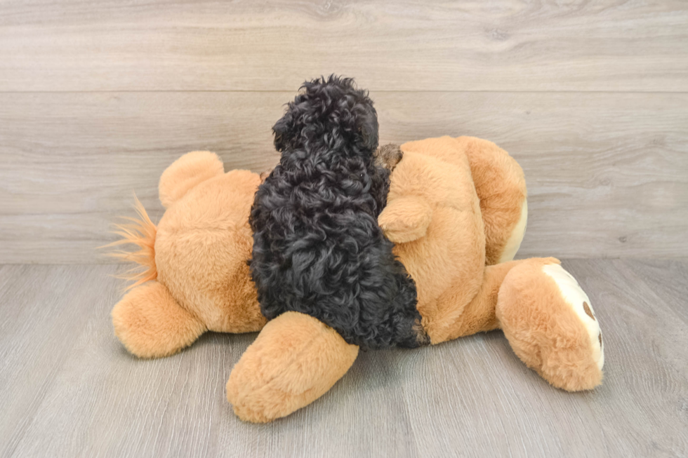 Akc Registered Poodle Purebred Pup