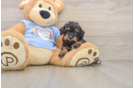 Best Poodle Baby