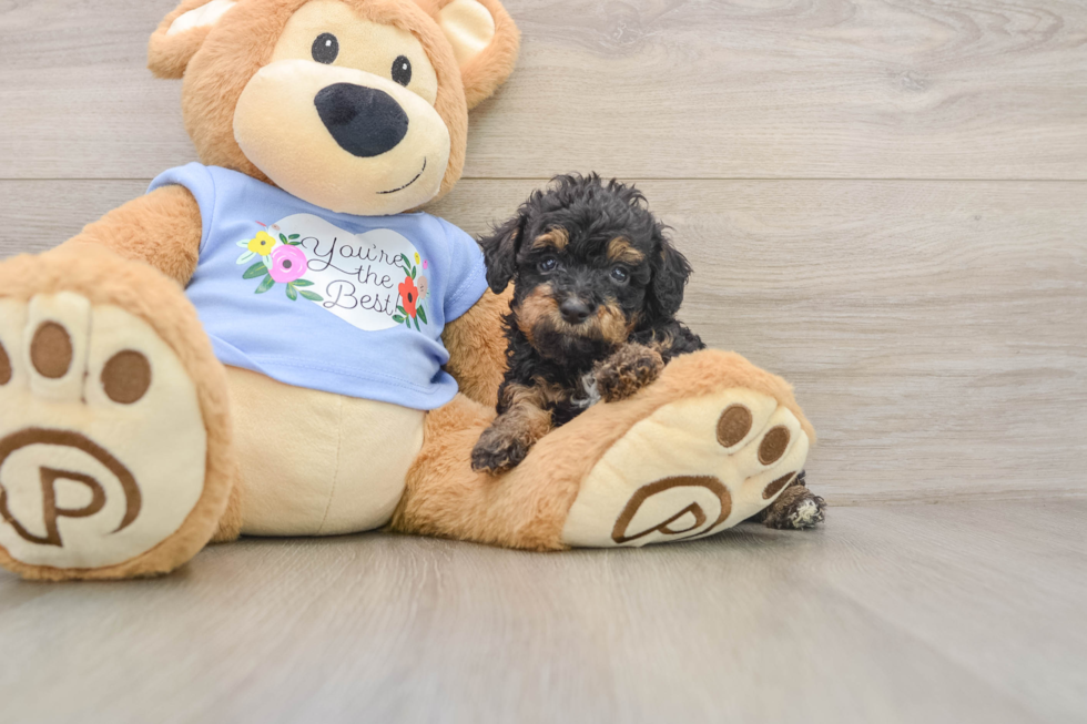 Best Poodle Baby