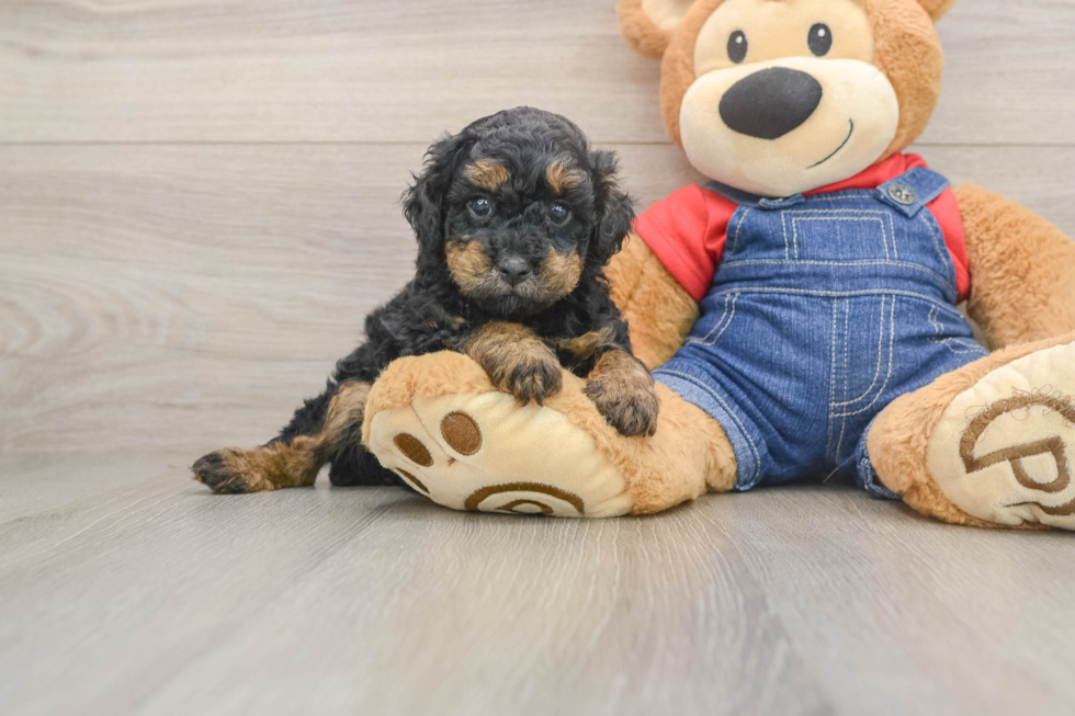Fluffy Pooodle Purebred Puppy