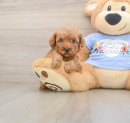 6 week old Poodle Puppy For Sale - Florida Fur Babies