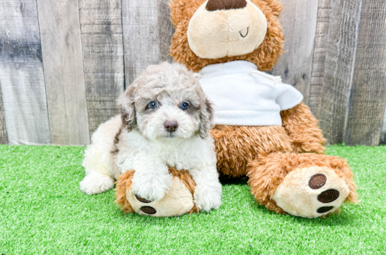 Small Poodle Puppies for Sale - Florida Fur Babies