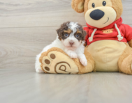 8 week old Poodle Puppy For Sale - Florida Fur Babies