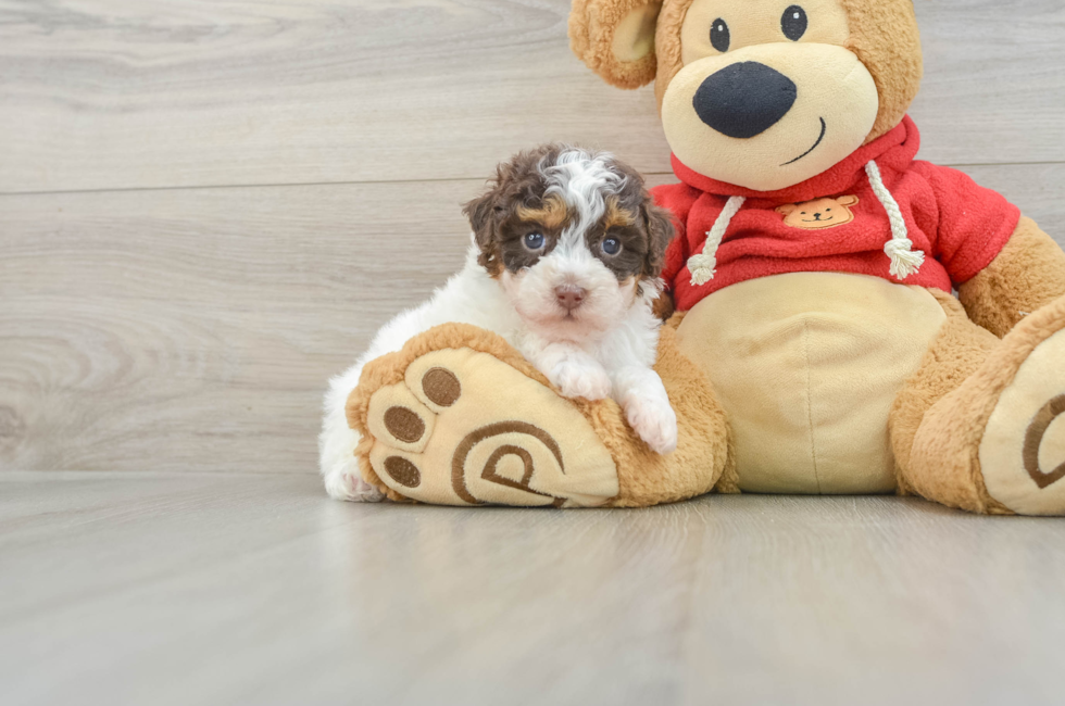 7 week old Poodle Puppy For Sale - Florida Fur Babies