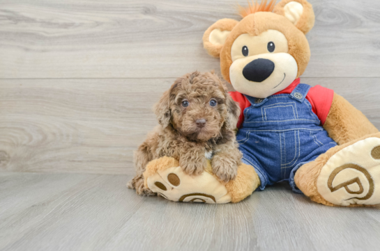 Fluffy Pooodle Purebred Puppy