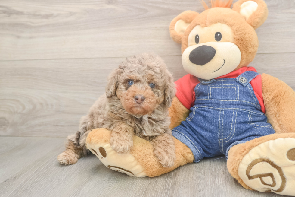 Meet Ravonna - our Poodle Puppy Photo  2/3 - Florida Fur Babies Poodle Pup Being Cute