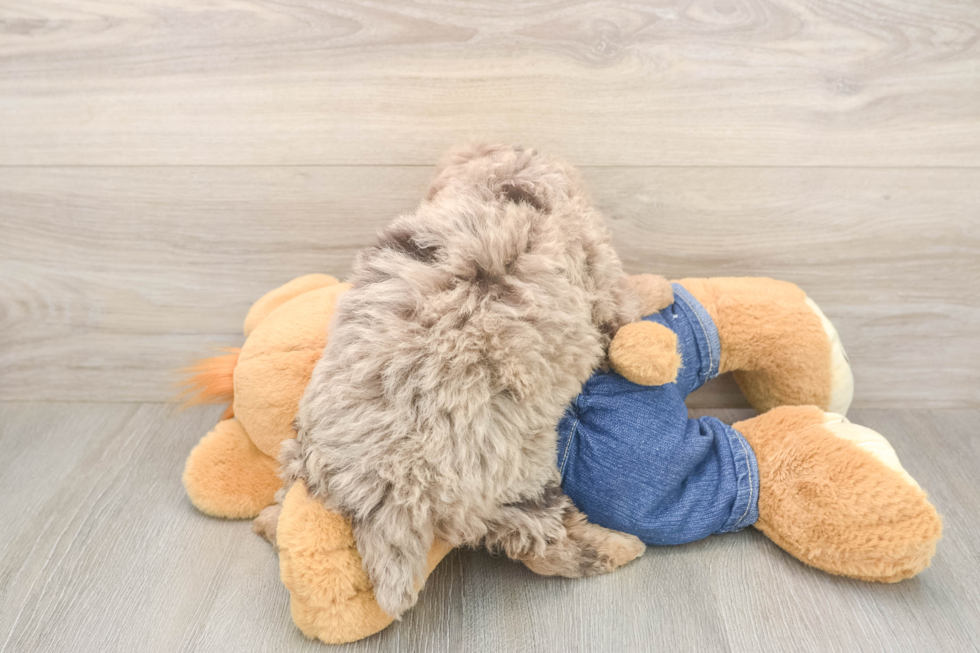 Meet Ravonna - our Poodle Puppy Photo  3/3 - Florida Fur Babies Cute Pudle Purebred Puppy