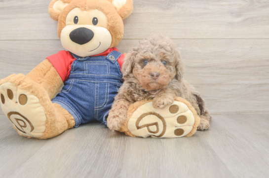 5 week old Poodle Puppy For Sale - Florida Fur Babies Petite Pudle Purebred Puppy