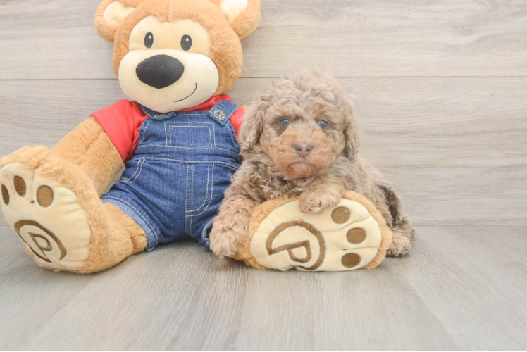 Meet Ravonna - our Poodle Puppy Photo  1/3 - Florida Fur Babies Petite Pudle Purebred Puppy