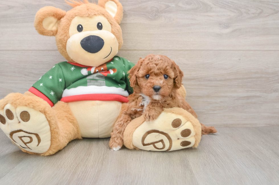 5 week old Poodle Puppy For Sale - Florida Fur Babies