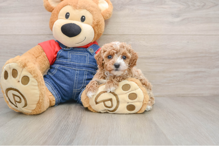 Happy Pooodle Purebred Puppy