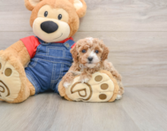 6 week old Poodle Puppy For Sale - Florida Fur Babies